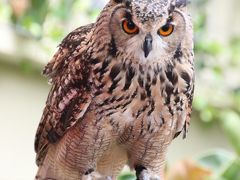 サンシャイン水族館で鳥や動物に会おう！（前編）天空のマリンガーデンで鳥やアシカのショータイムやペンギンのごはんタイム