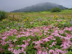 花もお喋りも満開の伊吹山山頂散策　2013