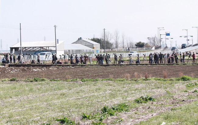 今年２月に珍鳥セアカモズが現れたばかりの平塚市に、今度は珍鳥チョウセンチョウゲンボウが出ているとの情報を戴き、見に行ってきました。<br /><br />表紙写真は、珍鳥チョウセンチョウゲンボウを見ようと集まったバーダー。<br /><br /><br /><br /><br />（注）「珍鳥情報は地元の迷惑を考慮して慎重に配慮せよ」との事で、旅行記への掲載を見合わせておりましたが、もう５ヶ月を経過し珍鳥もいなくなったので、地元の迷惑はないものと判断し掲載しました。