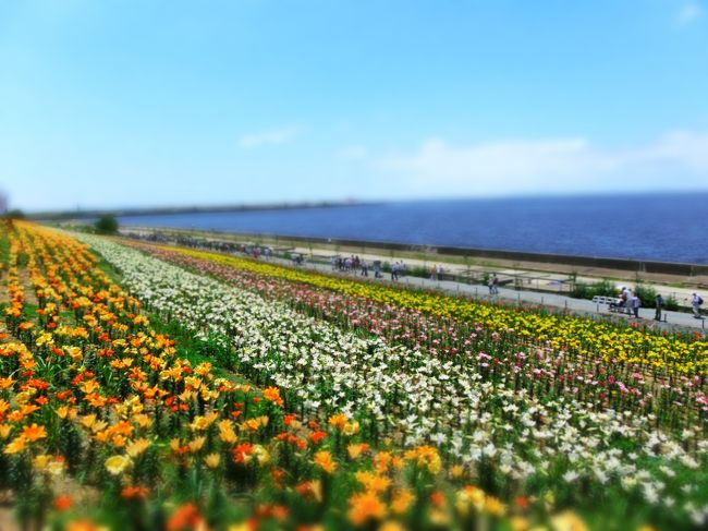 大阪湾に咲く２００万輪のゆりを見てきました。<br /><br />名前に「ゆり」が付く人は入場無料らしいです。