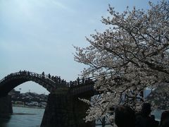 桜のシーズンの錦帯橋