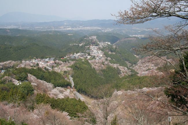 201004_03-桜を見に奈良・京都へ Cherryblossoms in Yoshino / Nara
