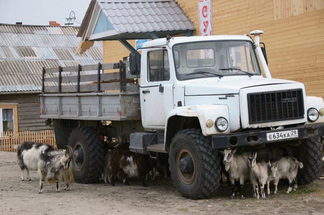 モスクワにもサンクトペテルブルグにも、市内のアクセスしやすいところに動物園があります。<br />行こうかと思って、まじでチェックしてしまいましたよ、アクセス方法と評判のクチコミを。<br />レッサーパンダがいることが確信できたら、予定に組み入れてしまったかもしれません（笑）。<br />でも、それぞれ５泊ずつすることにしても、見たいところを回りきれそうになかったので、動物園はあきらめました。<br />とりわけレッサーパンダが目当てなら、日本の動物園めぐりに励んだ方がよいですから。<br /><br />となると、今回のロシア旅行は都市中心で、ここ数年の田舎を盛り込んだ海外旅行とは違うので、旅行中に動物写真を撮ることもないのかな～と思っていましたが、それでも機会がなかったわけではありませんでした。<br />特に、気ままなネコちゃんは、街中の修道院でもふらっと見かけました。<br />パヴロフスク宮殿の庭園では、人なつっこいリスがいました。<br />ワンちゃんはあまり見かけませんでした。散歩する光景も見たことがありません。<br /><br />それに、今回も旅程の真ん中に思いっきり田舎を組み入れていたんでした。<br />白海沿岸のソロヴェツキー島のソロフスキー村では、村の中にふつうにヤギや牛が闊歩しているような、のどこかな田舎でした。<br />海沿いだったので、カモメさんもね。<br /><br />＜2013年ロシア旅行：簡易旅程＞<br />7/06土　出国＆モスクワ到着<br />7/07日　モスクワ１日目（国立歴史博物館と民芸品博物館）<br />7/08月　モスクワ２日目（クレムリン）<br />7/09火　モスクワ３日目（トレチャコフ美術館）<br />7/10水　ズズダリ★<br />7/11木　ウラジーミル★<br />7/12金　モスクワ４日目（コローメンスコエ）★<br />7/13土　ペトロザヴオーツク経由でキジ島へ★<br />7/14日　ソロヴェツキー島１日目★<br />7/15月　ソロヴェツキー島２日目（ザヤツキー島エクスカーション）★<br />7/16火　サンクトペテルブルグ１日目（ロシア民族学博物館ほか）<br />7/17水　サンクトペテルブルグ２日目（エルミタージュ美術館）★<br />7/18木　パヴロフスク宮殿＆庭園★<br />7/19金　ノヴゴロド１日目★<br />7/20土　ノヴゴロド２日目<br />7/21日　サンクトペテルブルグ３日目（宗教博物館・ユスポフ宮殿ほか）<br />7/22月　サンクトペテルブルグ４日目（ロシア美術館）＆出国<br />7/23火　成田空港着<br />※この旅行記の対象の日に★印をつけました。<br /><br />詳細旅程はこちら。<br />「2013年ロシア旅行～13年ぶりの再訪を３年前にあきらめた旅行計画で実現させた旅行【旅程一覧】」<br />http://4travel.jp/traveler/traveler-mami/album/10797557<br />準備編や帰国後の全体の感想は、ブログ「まみ&#39;s Travel Diary」（http://mami1.cocolog-nifty.com/travel_diary1/）に掲載しました。<br />