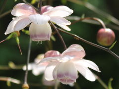 2013年　8月　　森の妖精「蓮華升麻」が五万株も可憐に咲く「御岳山」の群生地