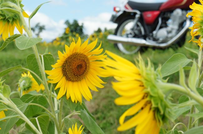 2012兵庫ひまわりバイク旅（小野ひまわりの丘公園＆明石海峡大橋）