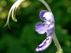 初秋の装いの但馬高原植物園