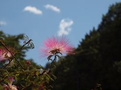 山中湖　散歩−２　花の都公園　有料施設も美しさがいっぱい　上