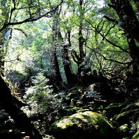 激歩140キロ　　４つの世界遺産を歩き回った今年の夏の旅　　屋久島もののけ姫の森編