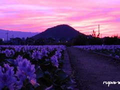 奈良　薬師寺跡　ホテイアオイ群生～畝傍山夕焼け～彼岸花