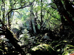 激歩140キロ　　４つの世界遺産を歩き回った今年の夏の旅　　屋久島もののけ姫の森編