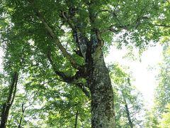 温泉めぐり東北の旅 2013 3日目 (弘前～白神山地～岩木山～木造～深浦)