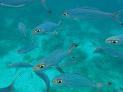 セブ島その４　日帰りシュノーケリングツアー