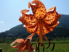 8月末の箱根湿生花園。暑かったけれど，トンボに秋を感じる。