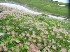 雲上の花園♪　白馬大雪渓から白馬岳に登る♪　２日目