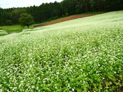 夏の終わりに　清流の里 安曇野へ（１）～白いそばの花に覆われた中山高原＆レトロな町家でランチ