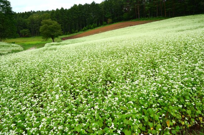 夏の終わりに　清流の里 安曇野へ（１）～白いそばの花に覆われた中山高原＆レトロな町家でランチ