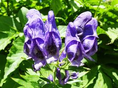 雲上の花園♪　白馬大雪渓から白馬岳に登る♪出会ったお花たち