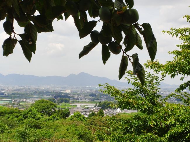 昨日の坂本の町歩きで、嫌と言うほど関西の猛暑を実感したのに、性懲りも無く本日も「山辺の道」を歩こうとしている。<br />山辺の道は、30年前に自転車で石上神宮から橿原神宮まで走ったことがあるが、なにしろその時はまだ二十代だった（爆）<br />崇神天皇陵から景行天皇陵までの急坂（たぶん今のように石段はなかったと思う）で、自転車だったので、この狭い急な草の生い茂った道を下るのかと、途方に暮れたことを思い出す。<br />その道の前後で一時道に迷ったが、今回も同じような場所で案内の標識を見逃し、ひたすら「龍王山」に向かってしまい、ほとんど登山状態で40分、下り坂を引き返して20分、合わせて１時間ほどのロスをしてしまった。<br />ここで体力のほとんどを使い切ってしまったような気がする。<br /><br />大神神社の手前、狭井神社辺りを歩いているときは、心底疲れてしまい、持っていた荷物も何もかも投げ捨ててしまいたい衝動に駆られた。<br />今回ほど、熱中症になるのではないかという恐怖を感じたことはなかった。<br />そんな山辺の道歩きだったが、今になると「もう一度歩いてみたいな」などと思う私。<br />何とかにはつけるクスリがありませんね、いやはや(&gt;_&lt;)