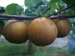 2013年　9月　　佐野のフルーツラインで最盛期の梨を試食して「にっこり」！