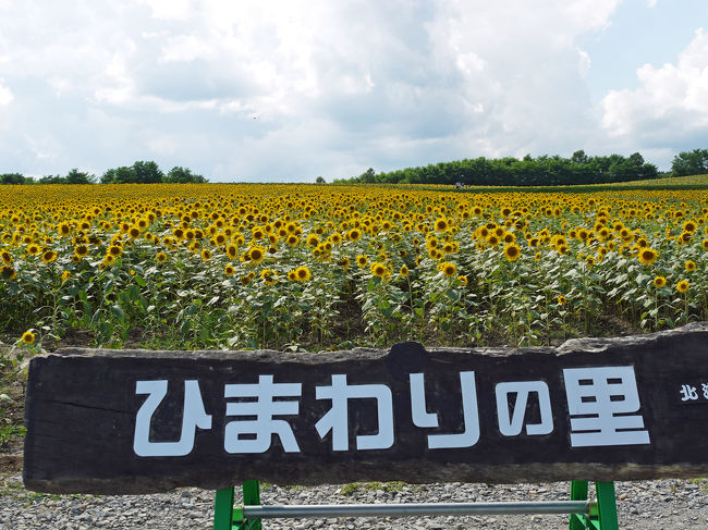 積丹岬から戻った翌日、ふと思いついて北竜町に行きました。<br />まだひまわりが咲いているはず♪