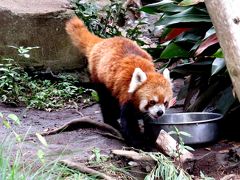 初秋のレッサーパンダ紀行【１】 野毛山動物園 賢健君は横浜長期出張中！！ ＆ えのすい オガ君と太平おじいちゃんの同居開始です！！