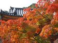 2009年秋　天野山金剛寺　紅葉