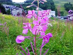 夏の志賀高原を行く！（１）一の瀬。