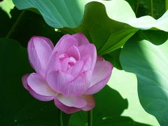 松平郷　秋の花を探しに♪