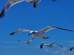 奥松島-1　嵯峨渓に向かうマリンホープで　 ☆ウミネコの群舞に会う