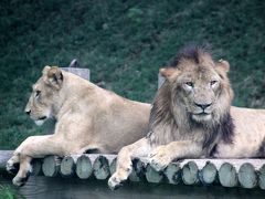 初秋の多摩動物公園（2）ライオンバスに乗って、プチプチ・サファリ気分を味わおう！───本番は実質５分で終わったけれど@