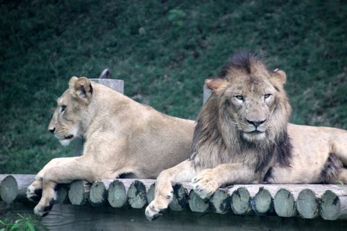 森の中の動物園 上野動物園 パンダのもり | WORKS | 戸田芳樹風景計画