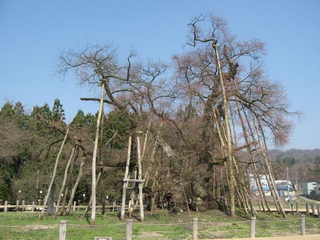 　東北地方には有名な花見スポットが数々ありますが、山形県では「置賜花回廊」と銘打って、数ヶ所の花見スポットを巡るコースがあります。そのパンフレットが手に入り、仙台付近の桜が見ごろになっていたので、夫婦で花見に出かけました。あわよくば、赤湯温泉にある龍上海のラーメンにありつけることも期待して・・・。<br /><br />　結果は、少し早かったようで、見頃はまだ先でした。赤湯温泉ではそれでもまあまあでしたが、さらに山あいの方に車を進めると、どこもまだ咲き始め程度でした。<br />　宮城県と山形県は、奥羽山脈を境に隣り合っていますが、置賜地域は海から離れた内陸部、仙台付近とは桜の見頃が結構ずれているんですね。いい勉強になりました。<br />　おまけに龍上海の店先には午前中からすでに多くの客が居並ぶ有様で、いつラーメンにありつけるかわからない状況・・・、ここもあきらめざるを得ませんでした。仕方なく見つけたお蕎麦屋さんでお昼を食べ、腹いせでもないですが、次のスポットに向かう途中、山形鉄道フラワー長井線の踏切近くでフキノトウの筒を採りまくりました。<br />　フキノトウの筒は、葉と花をしごくと、蕗のように食べられるんです。灰汁出しも皮むきも要らない上に、蕗自体よりもおいしく食べられます。何のことはない、「花より団子」になってしまいました。<br /><br />　その後パンフレットおススメのポイントを回りましたが、本来の花見を楽しむ目的は果たせず帰ることになりました。<br />　仙台に着いて、市内北西部にある大きな団地の周回道路沿いの桜がまさに見頃で、少し気を取り直すことができた次第です。<br /><br />　現在、山形県の置賜地域では、『置賜さくら回廊』に名称変更していますが、内容は同じようです。また、桜だけでなく、『やまがた花回廊』なる山形全域のキャンペーンも行われています。<br />　山形県の内陸部へ桜を見に出かける方は、くれぐれも早まってお出かけにならいのがいいかと思います。恐らく、鶴岡や酒田などの庄内地域の方が早いか、ほぼ同じ時期と思います。