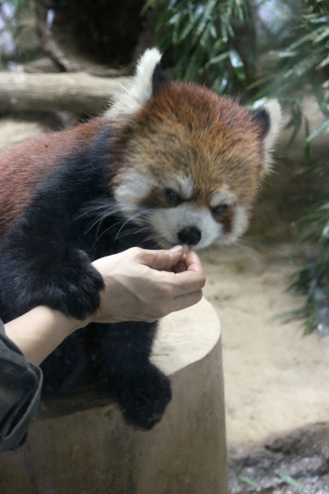 <br />私を動物園に突き動かすものは、やっぱりレッサーパンダです@<br />会いたかったよ～！<br />ブーブーに、花花さんに、アズキちゃん！<br />ルンルンくんに、ノンくん！<br />９月に入って、りんごタイムが復活するのを待って、やって来ました！<br />週末にかけて、だいぶ涼しくなってきたので、暑さに弱いレッサーパンダたちにとっても少しは過ごしやすくなったのではないかと期待して。<br /><br />長寿のおじいちゃんのブーブーは、ブーブーくんとかブーブーさんとか呼ぶべきかもしれませんが……ブーブーがあんなに可愛いとは、多摩動物公園３回目にして、初めて実感できました@<br />毛並みはちょっとがさがさでしたが、おじいちゃんとは思えない、ものすごい可愛い顔を見せてくれました@<br />小柄で可愛い花花さんは、やっぱりどこかおっとりしていて品があって、１番若いアズキちゃんは、全身ふわっふわで、ぴかぴか、ちょっとベイビーフェイスな美人で、目力きらきら。<br /><br />屋外放飼場にいたのはブーブーと花花さんとアズキちゃんでしたが、その体が隠れそうなくらい生い茂った草むらの間をもこもこと歩く茶色い姿が見られるのも、この季節ならではのレッサーパンダ詣の醍醐味かも！？<br /><br />レッサーパンダが動いているのを見るには、開園直後のできるだけ朝早くや夕方が良いです。昼間は寝ていますから。<br />でも、多摩動物公園のレッサーパンダ舎は、入口から一番遠い、高台の頂上近くにあります。<br />今回は開園してすぐにアフリカ園に行ってライオンバスに乗り、そのままアフリカやオーストラリア圏の動物たちを眺めながらレッサーパンダ舎に向かったため（前回のレッサーパンダ・コミュ・オフ会のときとほぼ同じルート）、どうしてもレッサーパンダが昼寝している時間帯に到着することになります。<br /><br />しか～し、多摩動物公園では14時にレッサーパンダのりんごタイムがあるのです！<br />13時すぎ頃に到着したときは、本日会えるレッサーパンダたちはみんなお休み中でしたが、やがてブーブーが起きだし、13時半頃から、他の子たちもりんごを期待してそわそわと活動し始めました。<br />動くときにはよく動き、カメラ泣かせのレッサーパンダですが、起きていてくれると、可愛いシャッターチャンスがあるものです。<br /><br />そしてりんごタイムに飼育員さんが来園者にレッサーパンダの顔が見やすいようにりんごを与えてくれたおかげで、ガラス越しのルンルンくんやノンくんの可愛い姿も写真に収めることができました。<br />あ～やっぱりレッサーパンダはいいな～！<br /><br />＜３回目となる今回の多摩動物公園の旅行記のシリーズ構成＞<br />□（1）プロローグ：多摩モノレールに乗って動物公園へ行こう！───童心に返って第３弾＆動物公園の夏・秋の花や動物公園いろいろ<br />□（2）ライオンバスに乗って、プチプチ・サファリ気分を味わおう！───本番は実質５分で終わったけれど@<br />■（3）レッサーパンダ特集！───りんごタイムは至福の時間～アズキちゃんと花花さんはもとより、ブーブーとルンルンとノンの男性陣の可愛らしさにもくらくら@<br />□（4）アフリカとオーストラリア圏の動物たちや鳥類～キリンの赤ちゃんのユリネちゃんやアフリカゾウの砥夢くん＆パピーを失ったコアラのミライちゃん<br />□（5）アジア圏の動物たち～長寿のユキヒョウのシンギスくんやヒラヤマタールの赤ちゃん<br /><br />＜タイムメモ＞<br />07:15　家を出る<br />08:47　JR立川駅に到着<br />08:58　立川北駅から多摩モノレールに乗る<br />09:14　多摩動物公園駅に到着<br />09:30　多摩動物公園に開園と同時に入園<br />10:00-10:10　ライオンバス<br />10:15-10:40　キリン／シロオリックスなど<br />10:45-10:55　チーター／サーバルキャット<br />11:00-11:10　外からライオン<br />11:15-11:30　アフリカゾウ<br />11:30-12:10　休憩&amp;猛禽類に寄り道しながら移動<br />12:10-12:25　トナカイ／カンガルー<br />12:15-12:20　ランチ休憩<br />12:40-12:55　コアラ<br />13:10-14:40　レッサーパンダ<br />14:40-15:30　ユキヒョウを見ながら休憩（居眠り）<br />15:55-16:15　ゴールデンターキン／オオカミ<br />16:40-16:50　ヒマラヤタール<br />17:00　多摩動物公園を出る<br /><br />多摩動物公園公式サイト─東京ズーネット<br />http://www.tokyo-zoo.net/zoo/tama/<br /><br />＜レッサーパンダ写真のあるこれまでの多摩動物公園の旅行記＞<br />2012年２月11日<br />「一眼レフを持って多摩動物公園にチャレンジ！───（3）やっぱりレッサーパンダが一番可愛い！」<br />http://4travel.jp/traveler/traveler-mami/album/10645513<br />2013年３月30日<br />「レッサーパンダ・オフ会で春の多摩動物公園へ（3）レッサーパンダのりんごタイムのアズキちゃんと花花さん！～それからオランウータンの赤ちゃんなどアジア圏の動物たち」<br />http://4travel.jp/traveler/traveler-mami/album/10762642<br /><br />多摩動物公園を含め、これまでの動物園の旅行記は目次を作成しました。<br />「動物／動物園と水族館の旅行記～レッサーパンダ大好き～　目次」<br />http://4travel.jp/traveler/traveler-mami/album/10744070/<br />