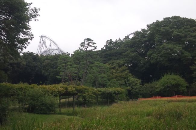 夏の終わり、秋の始まりを探しに、名園小石川後楽園を散策した。<br />時折、雨がぱらつく日曜日、お弁当を持って小石川後楽園に向かった。後楽園は水戸藩の江戸屋敷跡。都内に残る数少ない江戸時代の庭園として、いつまでも残しておきたい所だ。あいにく今は園内のそこここで改修工事中だったが、緑の園内をゆっくり散歩するのは何とも気持ちがいい。<br />緑の庭の向こうには、後楽園のジェットコースターが見える。新三大後楽園の２つめだ。<br />