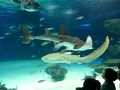 ０７．お盆休みの池袋２泊　サンシャインシティ水族館その１