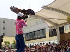 ０９．お盆休みの池袋２泊　サンシャインシティ水族館その３　ペリカン・フィーディング　バード・フライングパフォーマンス