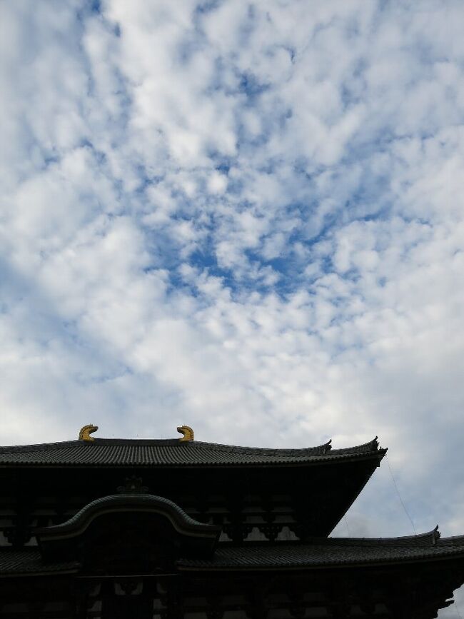 (写真は東大寺・・・北極星が見えますか?)<br /><br />今回は飛鳥、奈良の古寺、遺跡を訪ねます。<br />1日目 新幹線を利用し名古屋経由奈良へ<br /> 平城宮跡、朱雀門、東大寺,二月堂・三月堂<br />2日目 春日大社本殿、興福寺、法隆寺、唐招提寺、薬師寺<br />3日目 吉野山、石舞台古墳、長谷寺、室生寺<br /> 帰り近鉄・新幹線で帰京<br /><br />奈良近辺はいちどゆっくりと廻りたいとは思っていたが、どこへ行けばいいかわからない。がんばってまわれるだけ駆け足で廻ることにした。この中のいくつかはまた訪れることになるだろうがまずはご挨拶だ。<br /><br />しかし奈良というところは相当に広い盆地だ。四方山に囲まれているが、どうも古代2,000年ほど前までは大きな湖や葦の茂った湿地帯であったようだ。というのは盆地の東側には古代からの山辺の道というのが南北に走っているのだが、その道沿いに多くの神社や遺跡が並んでいること。また北に平城京、西に法隆寺のある斑鳩、南は飛鳥の時代の明日香村などがちょうどこの古代湖を囲むように点在しているのだ。航空写真で見るとそれがよくわかる。それらは共通して標高60mあたりにある。つまり標高60m以下は湖や沼・池だったのだ、と考えたい。しかしなんという数の沼・池があることか。これはこの地がゆっくりと隆起していったことを物語ると考える。(南北に延びる生駒山地から金剛山地に対し、大和川が先行河川として存在する)なんせ奈良南部に位置する大台ケ原山塊は隆起準平原として知られるところ。大地はいつもゆっくりではあるが右に左に、上に下に動いているのだ。奈良の盆地も京都盆地もかつては琵琶湖や大阪湾のような水面下と考えていいだろう。<br /><br /> 九州高千穂に降臨した神々は神武天皇のもと、八咫烏の案内で熊野からまずこの大和の国の南部、橿原、明日香に入ったのだ。この辺りを歩いていると、どこでもその足元には古代遺跡が眠っているような気がしてくる。 大和とは山都とも邪馬台とも書くのです。 次回は中央構造線と古代寺社の関わりについて考えてみましょう。 辰砂との関係も重要です。<br /><br /> ・大和路は抜き足差し足踏み行けり <悠遊人><br /><br /> ・願わくばひとめ太子と会いたいし <せんと><br /><br /> ・アスカから明日香を超えてナスカまで <今でしょ><br /><br />※次回、高野山<br /> http://4travel.jp/travelogue/10882777