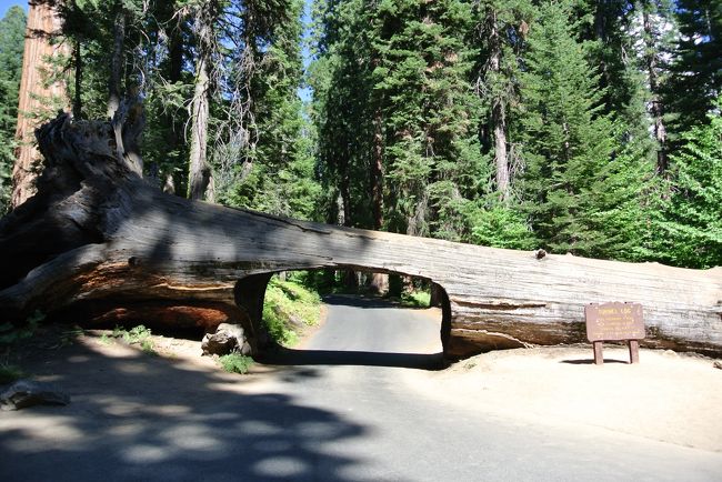 旅の３日目はSequoia National Park に行って来ました☆<br />行く前から、とにかくここの鍾乳洞ツアーに行きたくて仕方なかったかおまる。<br />鍾乳洞は今まで行った事がなかったんで、今回が初鍾乳洞〜!<br />期待を上回るツアーでしたよ。<br />＊鍾乳洞へはツアーでしか行けません。ツアーのチケットはFoothills か Lodgepole Visitor Centerのどちらかで買えます。繁忙期以外はツアーの数も限られているので、早めに買いに行く事をお勧めします。ツアースケジュールはこちらにて http://www.sequoiahistory.org/img/docs/crystalcavecalendar.pdf<br /><br />この日はあんまり時間もなかったので、Moro Rock、鍾乳洞、シャーマン将軍の木だけ見て帰りました。<br />この時期はパーク内をシャトルバスが走っていて、主要な見所へはシャトルバスを使って行くことができます。<br /><br />Sequoia National Park 注意情報<br />1. 園内の移動に車のガソリンをけっこう使います。(５月から９月くらいまでは園内をシャトルが走ってます。）園内にガソリンスタンドはありますが、あるエリアがNational Forest だけなので、ガソリンに余裕を持って出かけた方が良いです。<br />２.園内とNational Park 付近は携帯の電波、GPSが使えません。事前にしっかり行き道を調べて行った方が良いかも。といっても分かりやすい道ですが。<br />３.食べ物を売っている場所も限られているので、お水や軽食等を事前に買って持って行った方が良いです。<br />