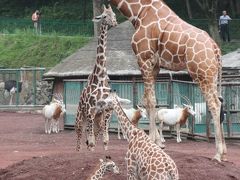 初秋の多摩動物公園（4）アフリカとオーストラリア圏の動物たちや鳥類～キリンの赤ちゃんのユリネちゃんやアフリカゾウの砥夢くん＆パピーを失ったコアラのミライちゃん