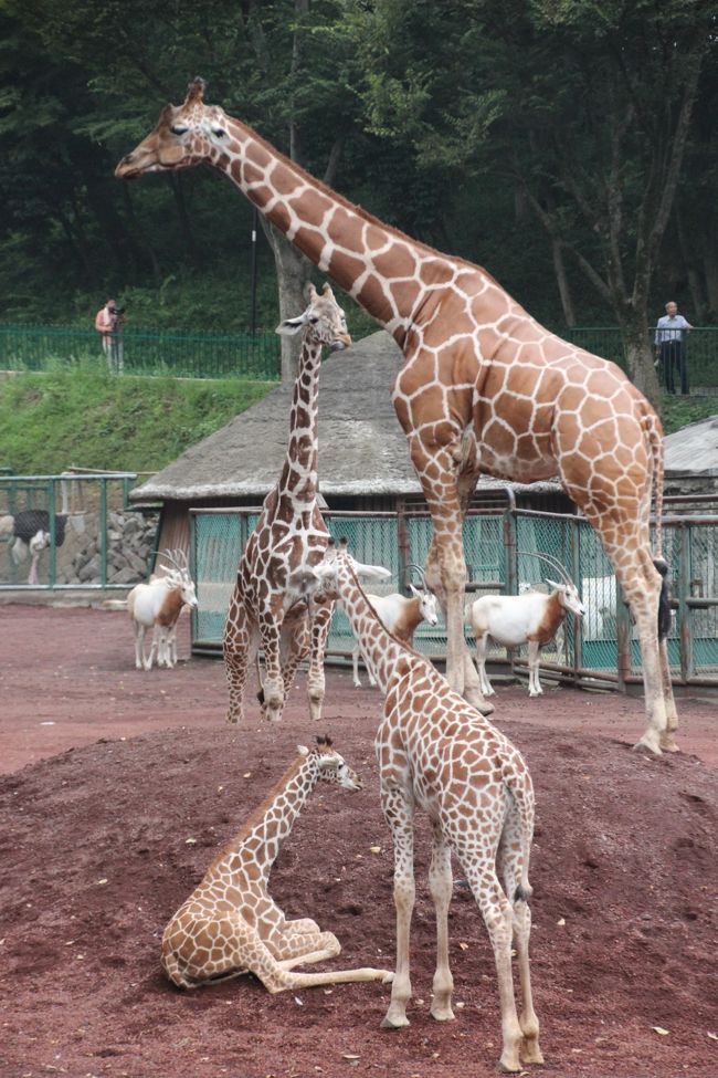 動物園に行こうと決めたとき、以前はレッサーパンダばかり気にかけていて、他の動物は、半ば出たとこ勝負で、事前にそんなに情報をチェックをしていませんでした。<br />動物の赤ちゃんが公開になった、というようなニュースも、ちょっとは気にかけましたが、スルーしたことも多かったです。<br /><br />でも、今年2013年の冬から春にかけて、日帰り可能なレッサーパンダ動物園はひととおり回って、いったんは気がすんで、レッサーパンダめぐりに少し気持ちの余裕が出てきたせいか、他の動物にも、前よりは関心を抱くようになった気がします。<br />特に、動物の赤ちゃん！！<br />いま、レッサーパンダの赤ちゃんの公開日をこころまちにしているせいで、他の赤ちゃんも余計に気になるようになったというか。<br />どんな動物でも、赤ちゃんはやっぱり可愛い～！<br />という、いまさらな真実に、めろめろ。<br />成獣でも、動物の表裏のない姿には癒されますが、赤ちゃんや子供のあどけなさは、癒しのパワー、爆裂！！<br />考えてみると動物園は、１年中なにかしらの赤ちゃんや子供が新たにメンバーに加わっている気がします。<br />そんなことも、今更のように気付きました。<br /><br />というわけで、キリンの赤ちゃんのユリネちゃん、可愛かったですぅ～！<br />まだ大放飼場デビューしたばかりだからか、埼玉こども動物自然公園のジルくんに比べるとずいぶんおとなしそうでしたが（でもジルくんは男の子です@）、可愛かったーっ、としか言いようがないです。<br />キリンの赤ちゃん、すっかり気に入ってしまいました@<br /><br />※ジルくんの写真がある旅行記（2013年８月17日）<br />「猛暑の昭和記念公園とナイトズーの埼玉こども動物自然公園リベンジ！（3）レッサーパンダに癒されたくて～元気いっぱいキリンの赤ちゃんのジルと、その名を返上！？　活発に動いていたナマケモノ！！」<br />http://4travel.jp/traveler/traveler-mami/album/10804177/<br /><br />ほかにじっくり眺めながら写真も撮れた動物の子供たちは、アフリカゾウの砥夢（トム）くんや、ヒラヤマタールのゴンくんとユリちゃんです。<br />ただし、ヒマラヤタールの赤ちゃんの写真は、つづきのアジア圏の動物編の旅行記に収めました。<br /><br />それから、写真を撮る時間の余裕まではなかったけれど、ニホンジカとヤギの子供も可愛かったです@<br />ひとまわり小さなシカは、もろにバンビちゃんでした。<br />また、ヤギの赤ちゃんからは、「アルプスの少女ハイジ」を連想してしまいました@<br /><br />コアラのパピーちゃんは、ほんとに残念でした。<br />多摩動物公園のコアラの屋内展示室は３つに分かれているのですが、パピーちゃんのところは空いていました。<br />お母さんのミライちゃんは、昼間でもユーカリを食べる可愛い姿が見られましたが、食べながらも、隣のパピーちゃんがいたところの様子をうかがっているようでした。切なかったです。<br /><br />＜３回目となる今回の多摩動物公園の旅行記のシリーズ構成＞<br />□（1）プロローグ：多摩モノレールに乗って動物公園へ行こう！───童心に返って第３弾＆動物公園の夏・秋の花や動物公園いろいろ<br />□（2）ライオンバスに乗って、プチプチ・サファリ気分を味わおう！───本番は実質５分で終わったけれど@<br />□（3）レッサーパンダ特集！───りんごタイムは至福の時間～アズキちゃんと花花さんはもとより、ブーブーとルンルンとノンの男性陣の可愛らしさにもくらくら@<br />■（4）アフリカとオーストラリア圏の動物たちや鳥類～キリンの赤ちゃんのユリネちゃんやアフリカゾウの砥夢くん＆パピーを失ったコアラのミライちゃん<br />□（5）アジア圏の動物たち～長寿のユキヒョウのシンギスくんやヒラヤマタールの赤ちゃん<br /><br />＜タイムメモ＞<br />07:15　家を出る<br />08:47　JR立川駅に到着<br />08:58　立川北駅から多摩モノレールに乗る<br />09:14　多摩動物公園駅に到着<br />09:30　多摩動物公園に開園と同時に入園<br />10:00-10:10　ライオンバス<br />10:15-10:40　キリン／シロオリックスなど<br />10:45-10:55　チーター／サーバルキャット<br />11:00-11:10　外からライオン<br />11:15-11:30　アフリカゾウ<br />11:30-12:10　休憩&amp;猛禽類に寄り道しながら移動<br />12:10-12:25　トナカイ／カンガルー<br />12:15-12:20　ランチ休憩<br />12:40-12:55　コアラ<br />13:10-14:40　レッサーパンダ<br />14:40-15:30　ユキヒョウを見ながら休憩（居眠り）<br />15:55-16:15　ゴールデンターキン／オオカミ<br />16:40-16:50　ヒマラヤタール<br />17:00　多摩動物公園を出る<br /><br />多摩動物公園公式サイト─東京ズーネット<br />http://www.tokyo-zoo.net/zoo/tama/<br /><br />＜これまでの多摩動物公園のアフリカ・オーストラリア圏の動物写真のある旅行記＞<br />2012年２月11日<br />「一眼レフを持って多摩動物公園にチャレンジ！───（4）オーストラリアの動物からワシやシロフクロウやマレーバクまで」<br />http://4travel.jp/traveler/traveler-mami/album/10645756<br />2013年３月30日<br />「レッサーパンダ・オフ会で春の多摩動物公園へ（2）キングチーターの赤ちゃん！～それからコアラにウォンバットなど、アフリカ圏とオーストラリア圏の動物たち」<br />http://4travel.jp/traveler/traveler-mami/album/10762517<br /><br />多摩動物公園を含め、これまでの動物園の旅行記は目次を作成しました。<br />「動物／動物園と水族館の旅行記～レッサーパンダ大好き～　目次」<br />http://4travel.jp/traveler/traveler-mami/album/10744070/<br />