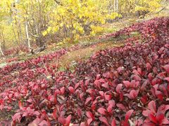 アラスカ・エンジェルロック・トレイルで、白樺とポプラの黄葉、赤い実、白いカリブー苔を楽しむ