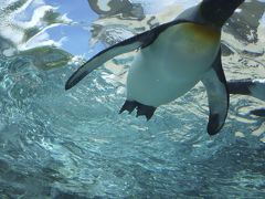 北海道　グルメと動物園巡り