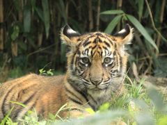 東北新幹線に乗って２度目の仙台・八木山動物公園～レンズの不調に泣きながら（2）スマトラトラのバユ母さんと子供たち