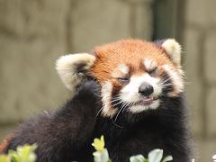 東北新幹線に乗って２度目の仙台・八木山動物公園～レンズの不調に泣きながら（3）レッサーパンダ編その１：正当派美パンダのリクくん＆ニヒルなキュートボーイのコンタくん＆ぽっちゃりアイシャドー女子のシュララちゃん