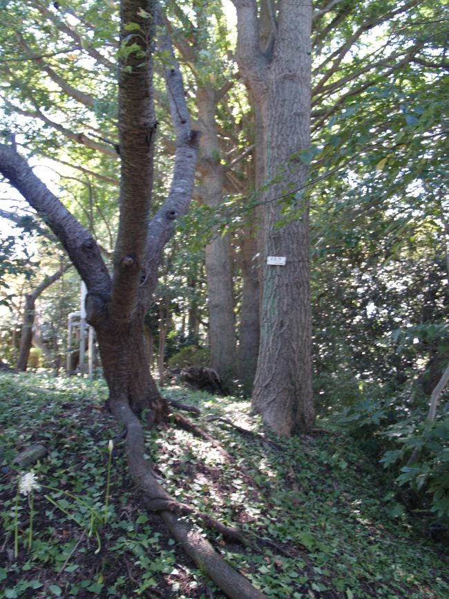 　源氏山公園は源頼朝像があるところだけかと思っていたら、化粧坂上から壽福寺に下りる尾根道沿いに続く4つの区域からなる山の中の公園であると理解した。<br />　公園の最後部にあるのが源頼朝像である。<br />　源氏山公園にはトイレがある。源頼朝像から桜並木の散策路を通って進むと建物が見える。これがトイレだ。トイレのある区域の端には道路と平行して銀杏並木がある。鎌倉では銀杏の木は特別な樹木であり、寺社やその跡地以外では中々目にすることがない。公園では笛田公園の駐車場の法面に本1だけ聳えている。<br />　トイレのある区域を過ぎると山を登って行く階段があり、「かがやきの森」がある。この山頂は桜が植えられており、中央には2つの石祠と1つの石積があり、源氏山山頂であろう。<br />　さらに広い階段を降りて行くとサザンカが植えられている区域がある。尾根上に谷に向かって三角形になっている。地図で見ると、この区域は伝阿仏尼墓から人見氏の墓がある大きなやぐら（英勝寺には阿仏尼墓との寺伝がある）がある谷戸の上に位置している。<br />　この尾根までは石敷きの広い道であるが、ここから壽福寺に下りる山道は細く、特に壽福寺への下り口はとてもせまいものである。<br />（表紙写真は源氏山公園トイレ前の銀杏並木）