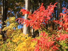 八甲田・奥入瀬　１泊２日紅葉の旅　①八甲田・十和田ゴールドライン/城ヶ倉大橋/蔦沼