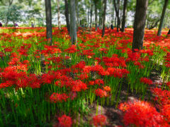 2013年　高麗の里　巾着田に咲く赤い絨毯の曼珠沙華(彼岸花)