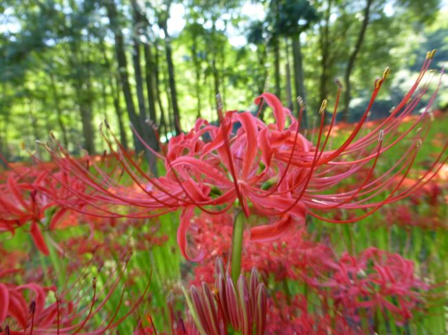 曼珠沙華の巾着田とプチハイキング