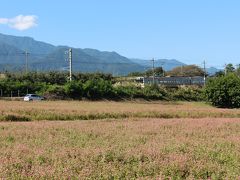 初秋の伊那路「赤そばの中を走り抜けるJR飯田線」