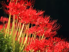 奈良　秋の花めぐり～明日香村､世尊寺､安倍文殊院